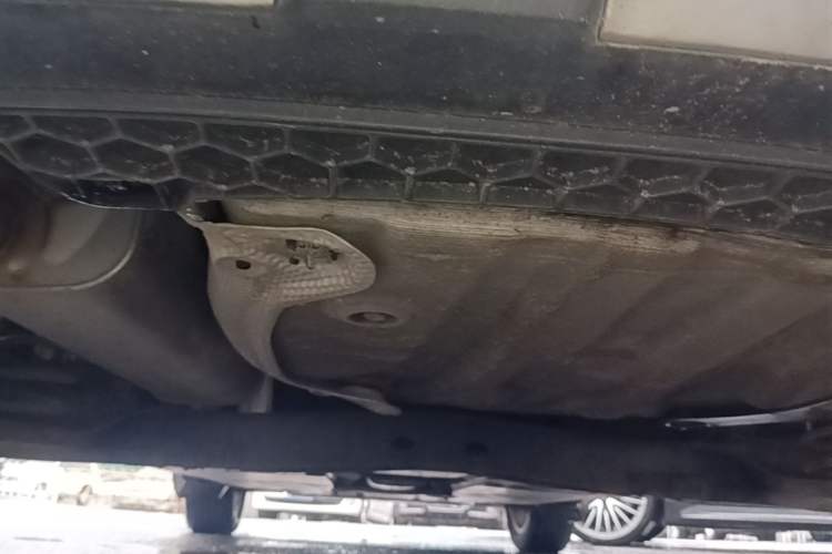 Used Volkswagen T-Cross 2019 1.5L Automatic Comfort Edition Chassis Rear