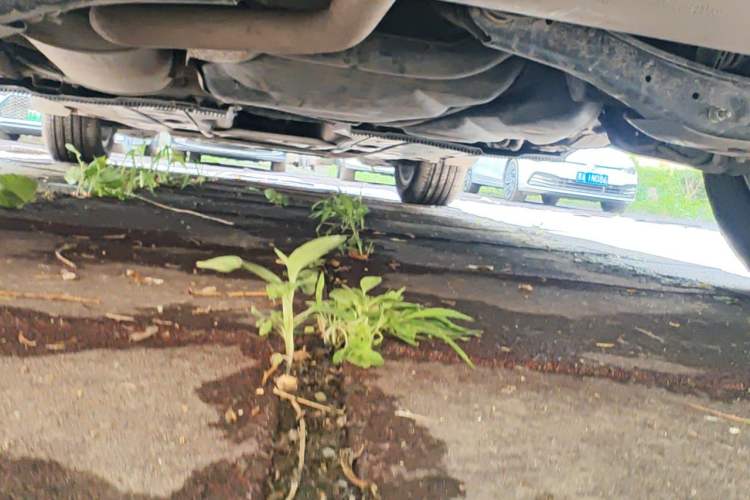 Used Volkswagen Tharu 2024 300TSI Two-Wheel-Drive Crescent Edition Chassis Rear